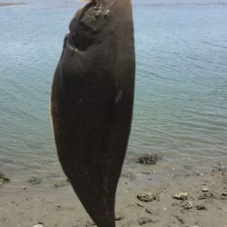 梅雨の晴れ間のキス釣り