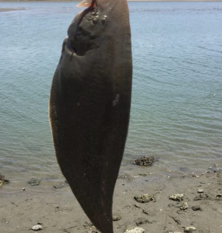 梅雨の晴れ間のキス釣り