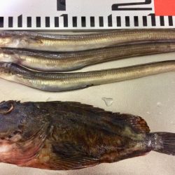 アナゴ釣り 寒かった(ー ー;)