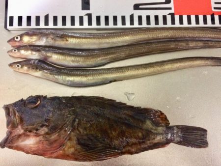 アナゴ釣り 寒かった(ー ー;)