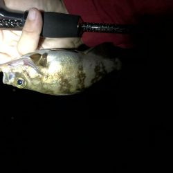 梅雨メバリング