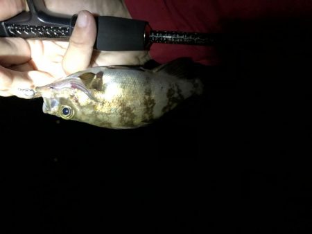 梅雨メバリング