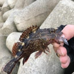 りんくう〜泉大津 メバル、アジ