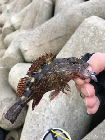 りんくう〜泉大津 メバル、アジ