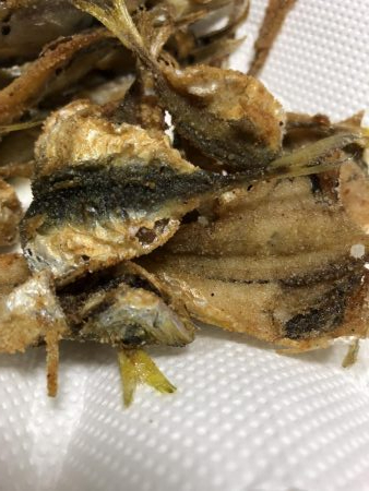 根魚とアジを求めて