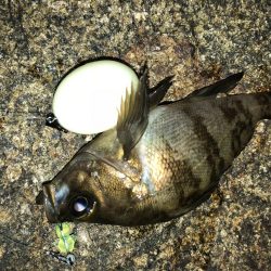 まだまだまだメバリング