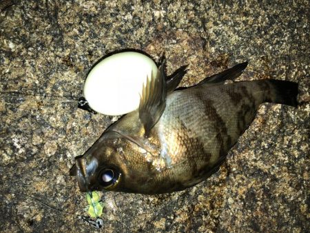 まだまだまだメバリング