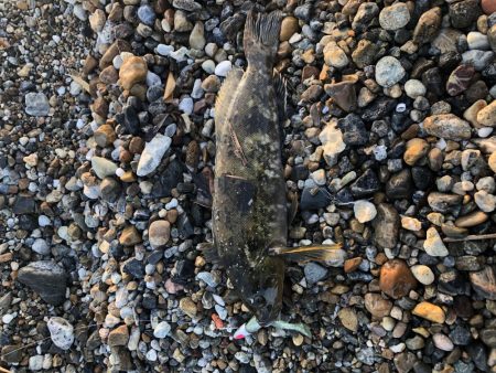 もうちょいでポン！