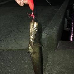 石川県 木場潟ナマズ釣行