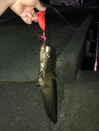 石川県 木場潟ナマズ釣行