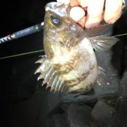 メバモーニング