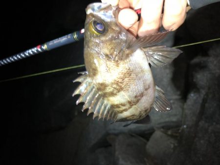 メバモーニング