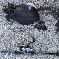 春イカエギング