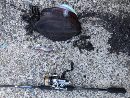 春イカエギング