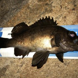 まだまだメバリング