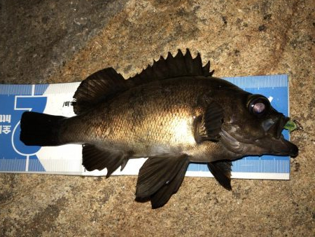 まだまだメバリング