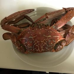 ラスト  コウイカ