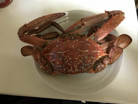 ラスト  コウイカ