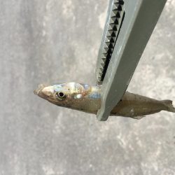 ファミリーちょい投げ