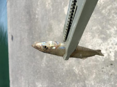 ファミリーちょい投げ