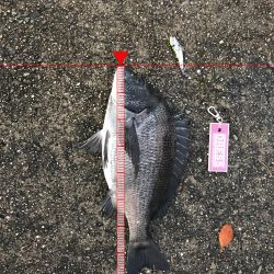 ミスキャストしたら釣れた(//∇//)