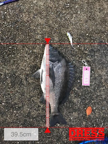 ミスキャストしたら釣れた(//∇//)