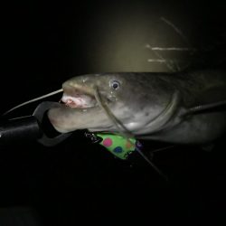 梅雨入りは活性up