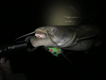 梅雨入りは活性up