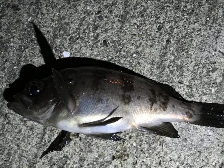 タコ狙いからの〜