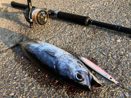 ショアジギング