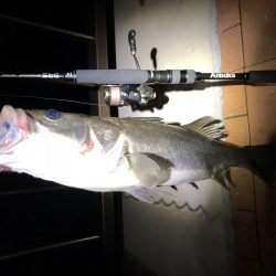 シーバス50cm台後半