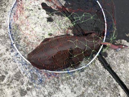 エギング歴1週間！4杯目