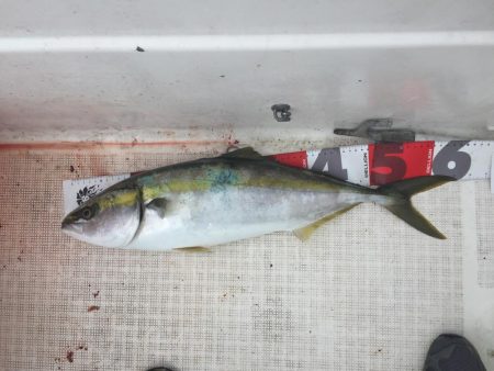 イワシをいっぱい食べて太ったハマチ。