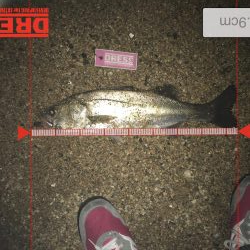 カンパリ投稿の情報を参考に甲子園浜釣行