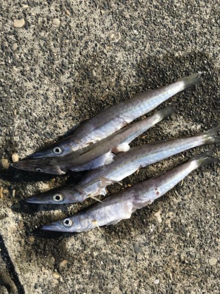 青物無しのライトゲーム