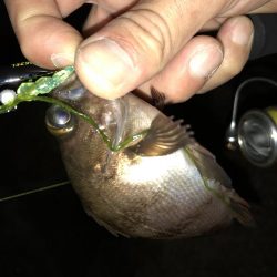 雨上がりメバリング