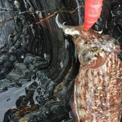 コウちゃんならおります