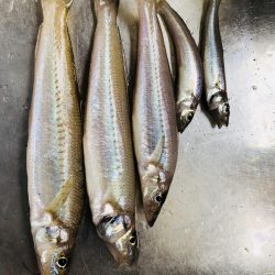 群六で良型キス