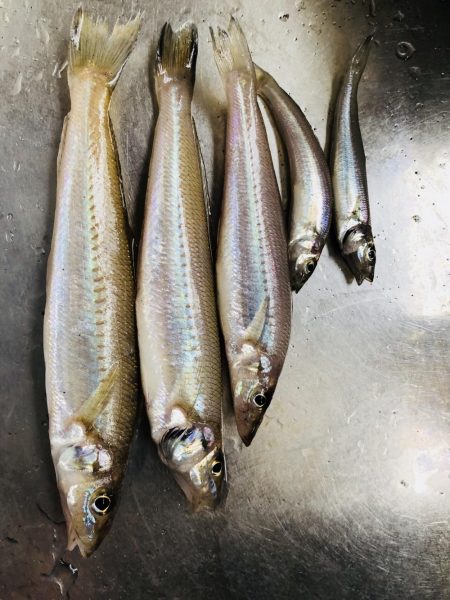 群六で良型キス