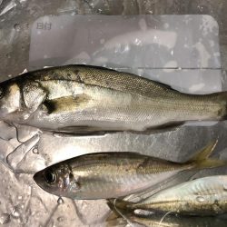 夏の日差しの中