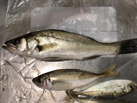 夏の日差しの中