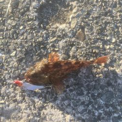 東沖洲テクトロでカサゴ