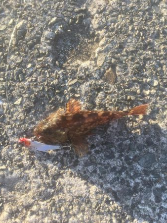 東沖洲テクトロでカサゴ