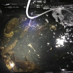 ホゴパラダイス！