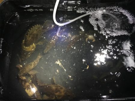 ホゴパラダイス！