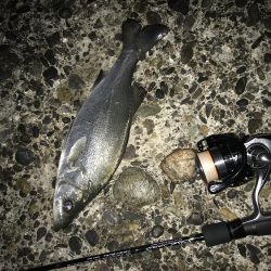 今年烏賊釣れんの？？