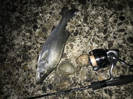 今年烏賊釣れんの？？