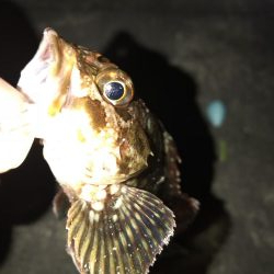 なんとか台風前に