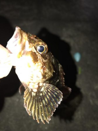 なんとか台風前に