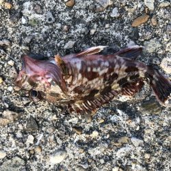 ガシラ入れ食い！